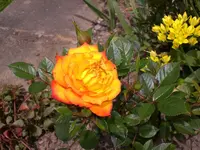 Garten Juni2 006.webp