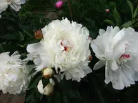 PfingstroseWeiss.webp