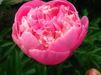 PfingstroseRosa.webp