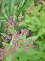 SA500247.webp
