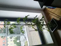 DSC00145.webp