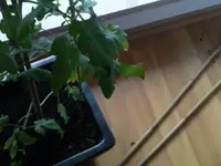 DSC00146.webp