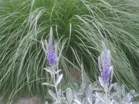 Am Teiche2.webp