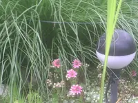 Semps am Teich.webp