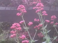was rotes.webp