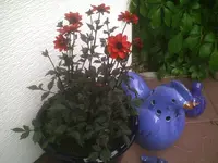 Dahlie.webp