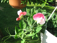 IMG_1781.webp