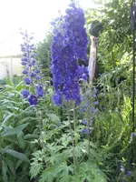 garten 09 007.webp
