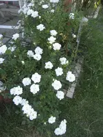 garten 09 012.webp