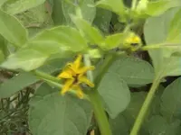 DSC00011.webp