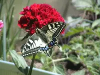 DSC00025.webp