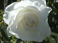 DSC00003.webp