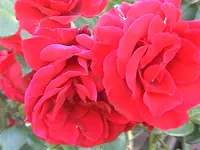 DSC00004.webp