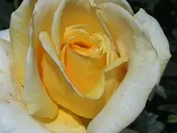 DSC00016.webp