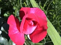 DSC00021.webp