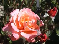 DSC00022.webp
