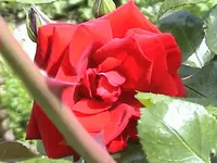 DSC00012.webp