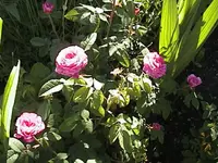 DSC00001.webp