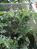 DSC00015.webp
