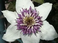 DSC00005.webp