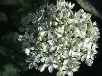 DSC00007.webp
