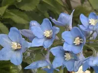 DSC00017.webp