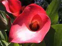 DSC00006.webp