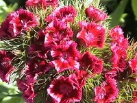 DSC00010.webp