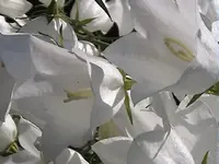 DSC00014.webp