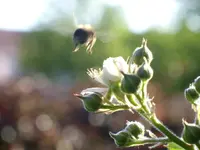 Hummel im Landeanflug.webp