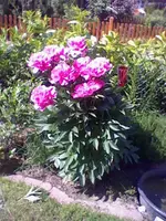2137.webp