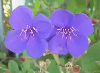 blau.webp