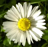 Gaensebluemchen.webp