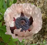 rosa Mohn.webp