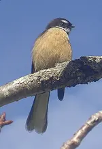 Fantail.webp