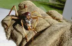 Weta.webp