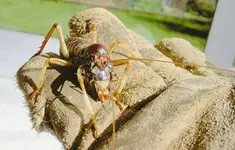 Weta (1).webp