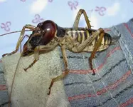 Weta (2).webp
