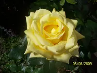 100_1781.webp