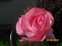 100_1782.webp
