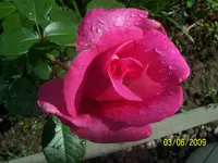 100_1783.webp