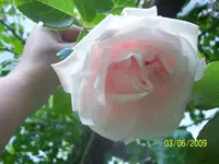100_1785.webp
