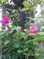 100_1786.webp