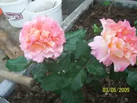 100_1791.webp