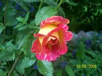 100_1784.webp