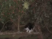 Katze schleicht rum.webp