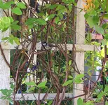 karlinchen.webp