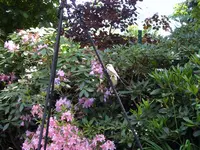 blaumeisenkinder.webp
