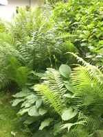 CIMG3741.webp