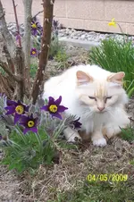 100_1395.webp